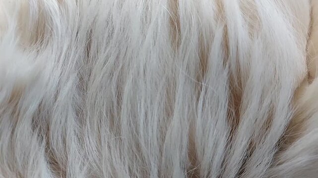 Close up of white Carpathian Shepherd dog fur texture soft fluffy coat detail domestic canine animal hair pattern companion breed lifestyle indoor pet