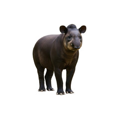 Malayan Tapir Standing on White Background &ndash; Rare Wid Animal Photography for Wildlife and Nature Designs