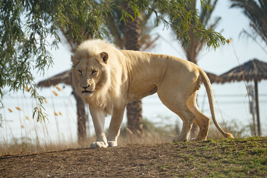 A White Lion at an Animal Park, Israel.