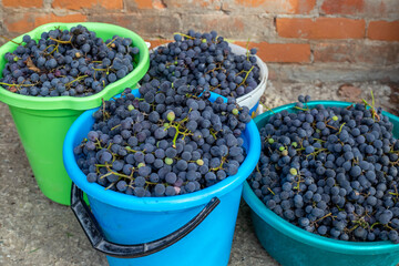 Harvested black Isabella grapes in colorful buckets after harvest