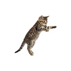 Fototapeta premium Playful kitten standing on two legs isolated on whie background for pet care and animal lovers’ themes