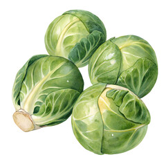 Obraz premium Watercolor Brussels Sprouts Vegetable isolated on a transparent background green leaves