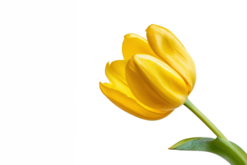 Bright Yellow Tulip Flower Isolated on White Transparent Background