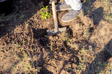 A man digs a hole with a shovel to plant a tree, using a rope to mark the hole in the garden © Natalia