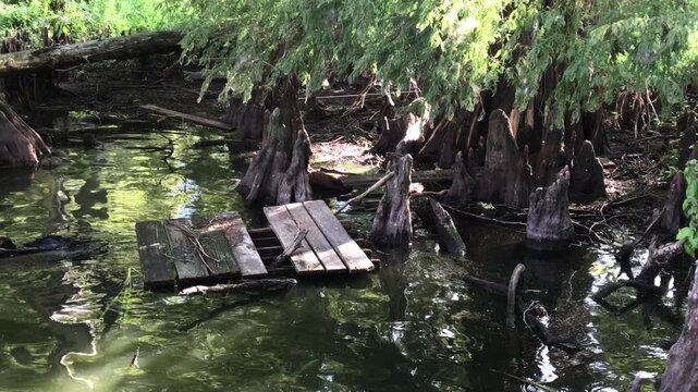 Toruing Reelfoot Lake State Park