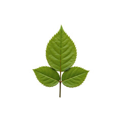 Fototapeta premium Green Leaf for NaturalEco Friendly Botanical Decoration Concept