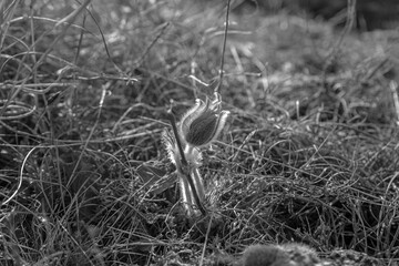 Sleep-grass flower (Pulsatilla patens) in a spring meadow (Black and white)
