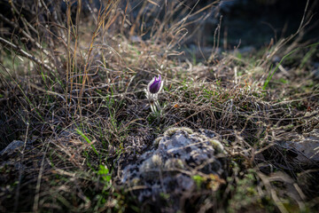 Obraz premium A pasqueflower (Pulsatilla patens) in a spring meadow