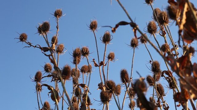 Distel ausgewachsen Samen Steinbruch Altm&uuml;hltal Pionierpflanzen 