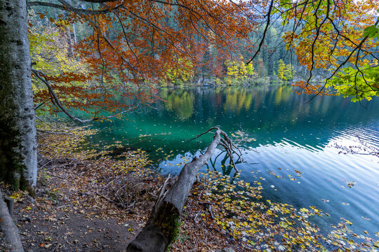 Italy, Trentino, Lago di Tovel -  24 October 2021 - The colorful autumn leaves above Lake Tovel