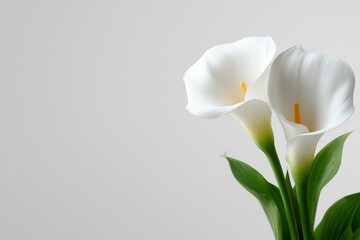 Elegant white calla lilies, gracefully arranged. The flowers are fresh and pure, with vibrant green leaves. The composition evokes feelings of peace and serenity.