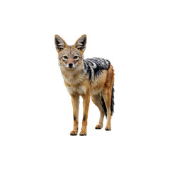 Obraz premium African wild dog isolated on white background, rarewildlife animal perfect for conservation and safari hemes