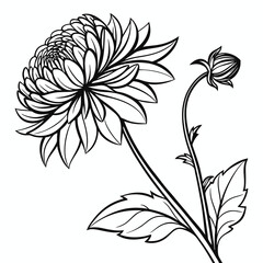 Elegant Chrysanthemum Flower Illustration with Bud and Leaves in Black and White