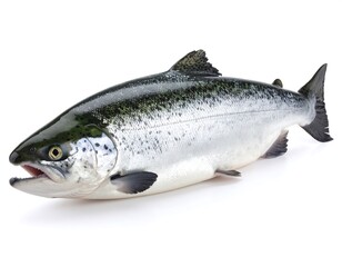 Naklejka premium Fresh salmon on white background