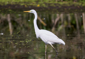 A great egret hunts on the lake.