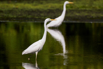A great egret hunts on the lake.