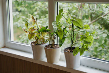 Syngonium Indoor plants stand on the windowsill above the staircase. Beautiful green plants in white plastic pots. The Syngonium collection. Landscaping of houses, apartments and offices.