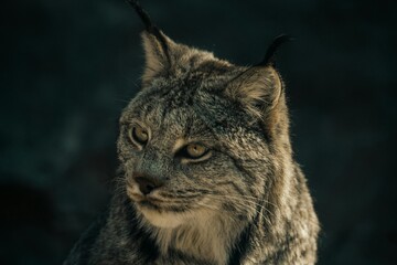 LYNX