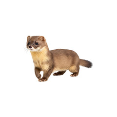 Obraz premium Brown Ferret Standing and Looking Alert Isolated onWhite Background – Cute Domesticated Pet Animal