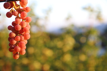 Golden Hour Grapes: Harvest Glow in a Zurich Vineyard