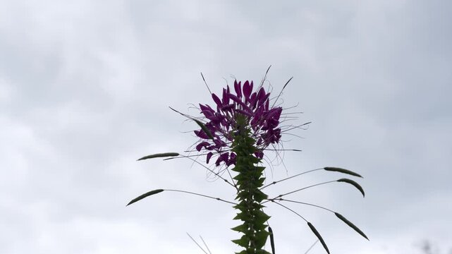 Purple Cleome. A purple cleome rises against the gray sky. Its long stamens and delicate flowers appear exotic.