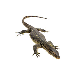 Fototapeta premium Baby crocodile isolated on white background exotic eptile wildlife concept great for zoo, nature, and aimal stock photography