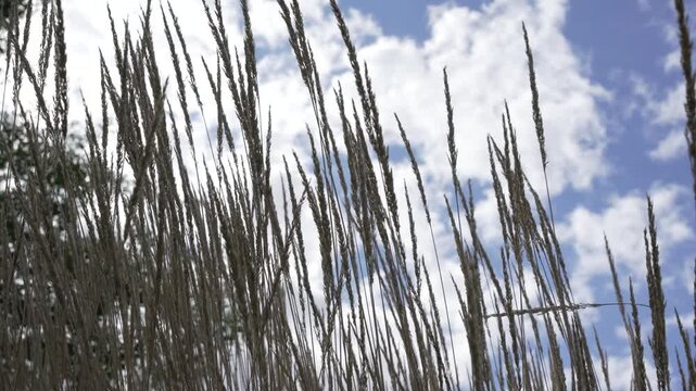 Grasses Against a Sky. Narrow grasses reach into the sky, drawing delicate lines against the clouds. The video captures the lightness of nature.