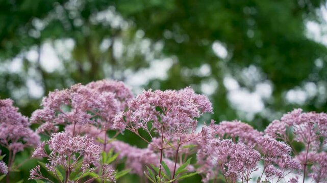 Pink Hempstead in Focus. Clusters of pink hempstead flowers shine against a green background of leaves. The delicate structure creates a sense of lightness.