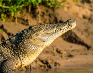 Obraz premium Croc emerging from water