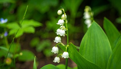 Obraz premium Close-up of a lily-of-the-valley cluster