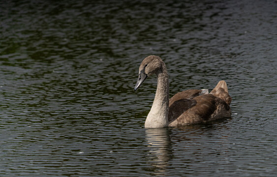 Single signet swimming alone in serene river scene