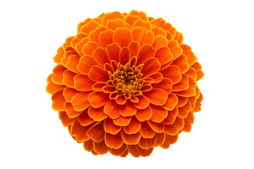 Vibrant orange marigold flower in full bloom, meticulously captured from a top-down perspective, showcasing its intricate petals and radiant color, elegantly isolated on a pristine white background