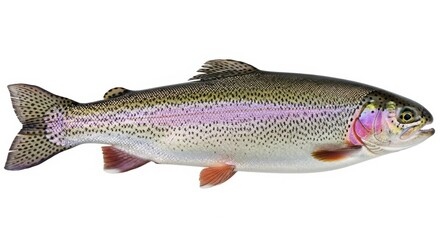 Rainbow trout fish isolated on white background