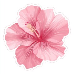 Pink hibiscus flower