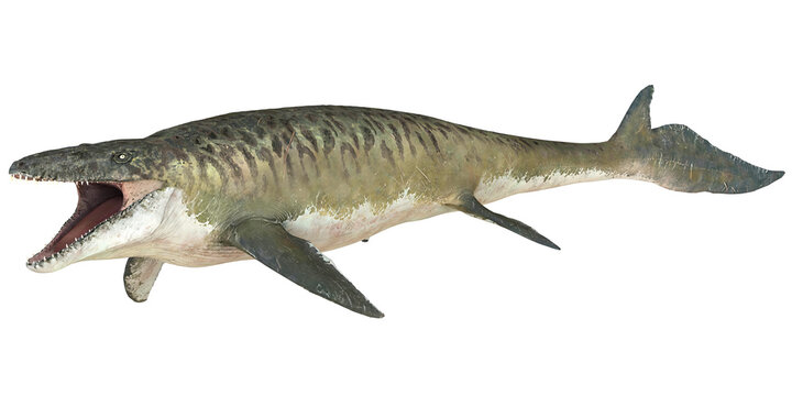 Ancient mosasaur in lifelike detail