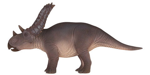 Realistic model of a Styracosaurus dinosaur.