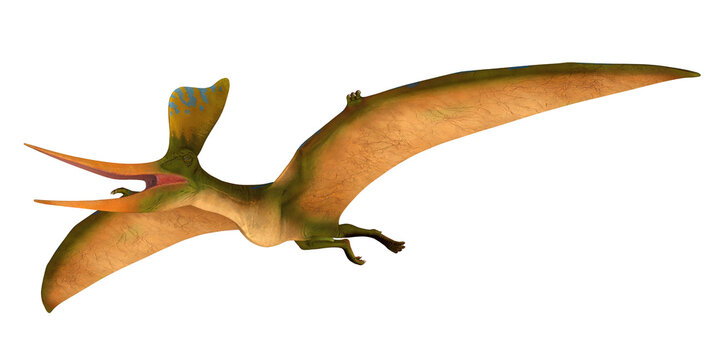Illustration of a flying pterodactyl in the sky