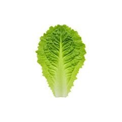 Fresh Green Romaine Lettuce Leaf Isolated on White ackground &ndash; Organic Vegetable for Salad and Healthy iet