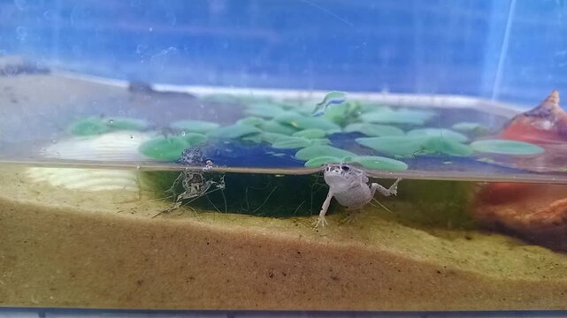 Small European green toads in plastic terrarium with pond that imitates natural habitat. Fauna of Ukraine. Amphibians