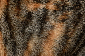 Cat fur texture background. Calico or tortoiseshell cat fur background. Pet hair or coat texture.