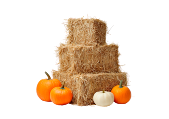 Autumn harvest: hay bales and pumpkins arrangement on transparent background, PNG