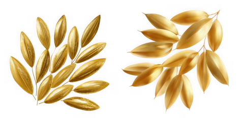 Two golden oat branches isolated on transparent background, showcasing the beauty of nature and the essence of healthy eating and agricultural abundance