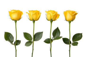 Obraz premium Four vibrant yellow roses with lush green leaves stand tall on delicate stems, isolated on a crisp white background, symbolizing friendship and joy