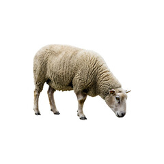 Obraz premium Woolly Sheep Standing Isolated on White Background Farm Animal and Agriculture Stock Photo