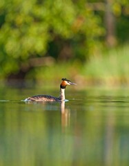 Kingfisher on a tranquil lake (1)