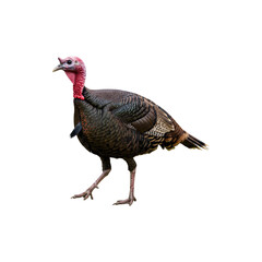 Wild turkey bird standing isolated on white backgrond, farm animal and wildlife bird photography