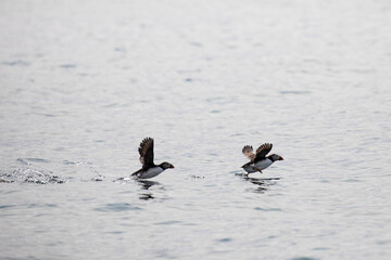 atlantic puffin in flight, taking off from the water