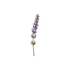 Obraz premium Elegant lavender flower stem isolated on white backgound, fragrant floral plant nature decoration concep