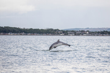 a dolfin jumping out of the water © Christina Pichler