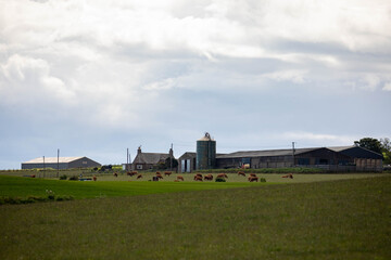 eine Farm mit Kühen und Rindern in Schottland, grüne Weiden und dahinter die Industrie Gebäude